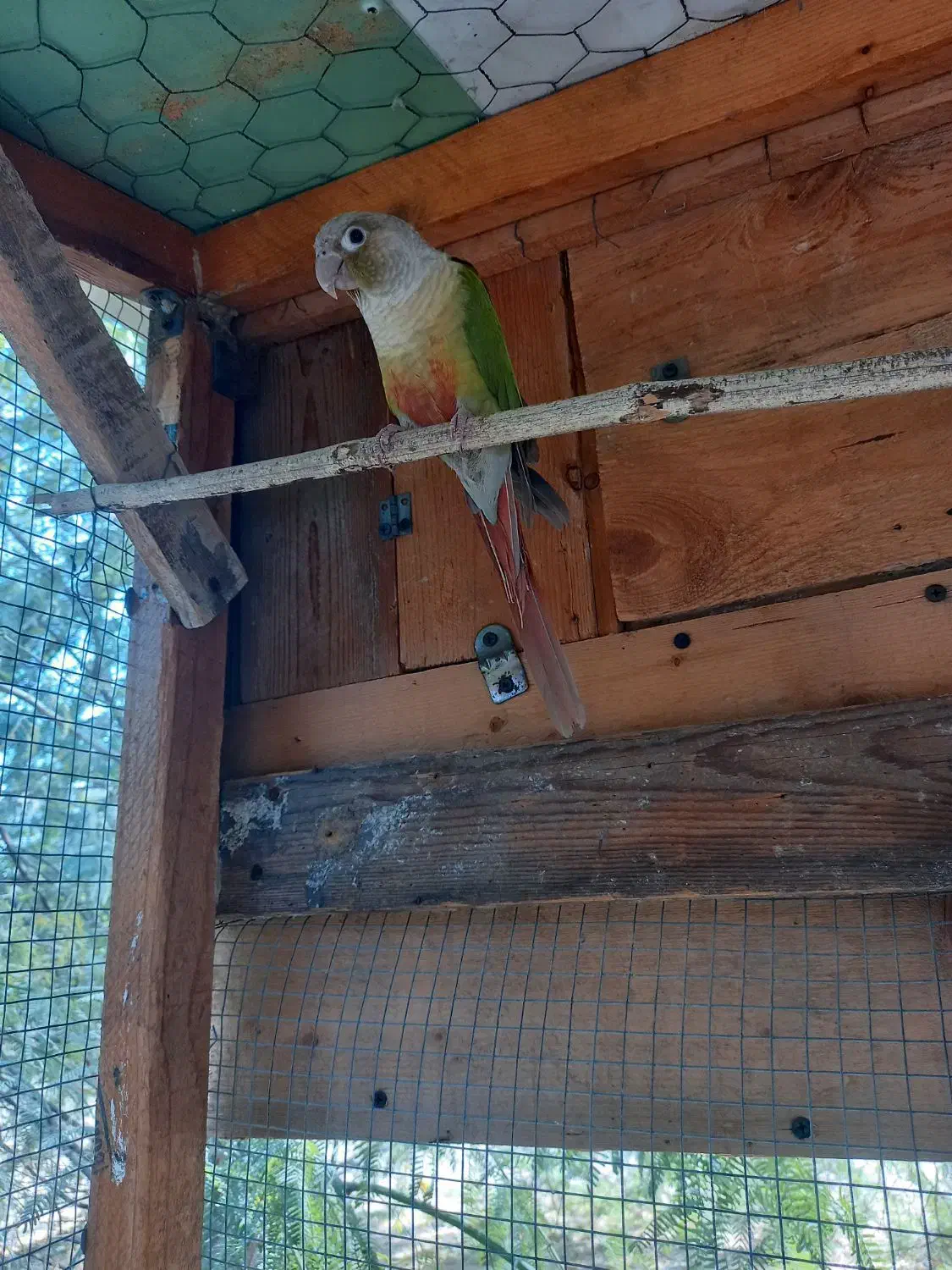 گرینچیک نر|پرنده|بندرعباس, |دیوار