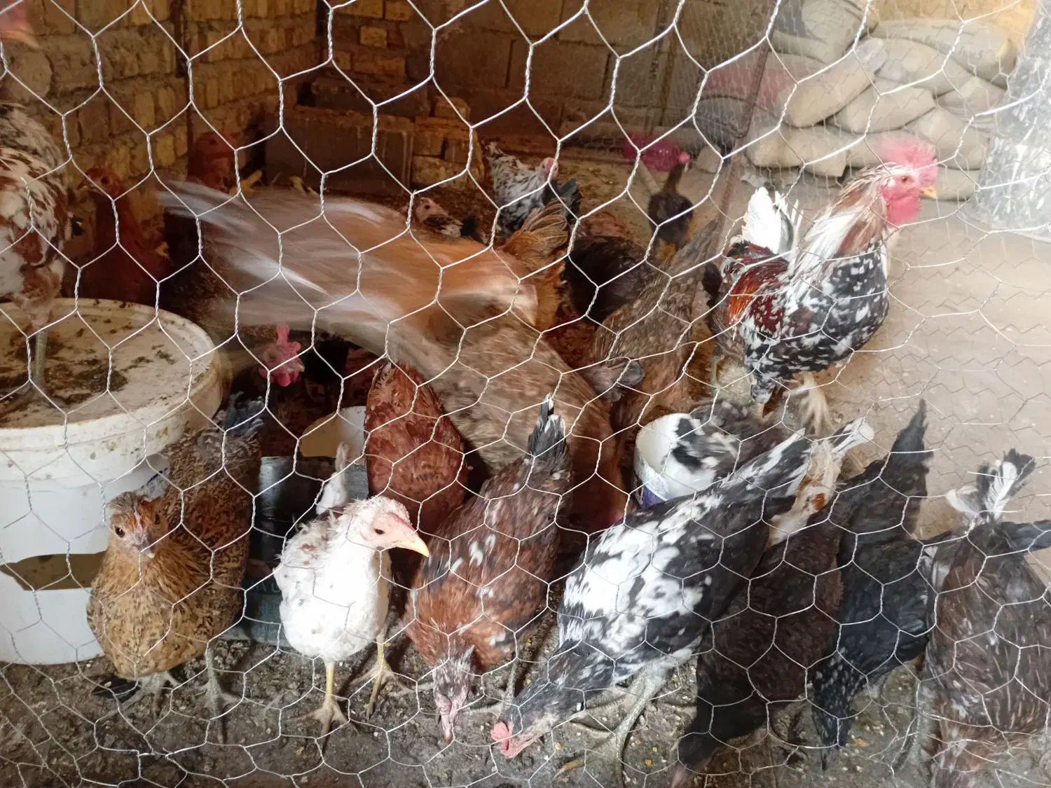 پرنده|حیوانات مزرعه|سیلاخور, |دیوار