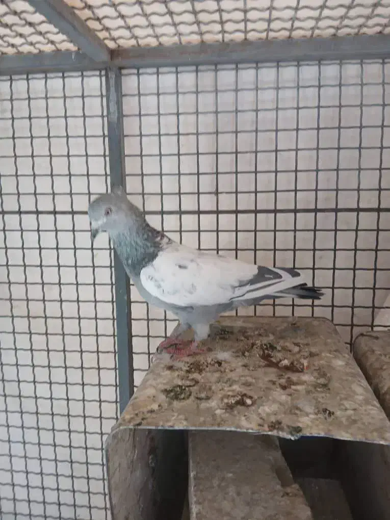 کفتر سینه سبز|پرنده|شیراز, امام حسین|دیوار