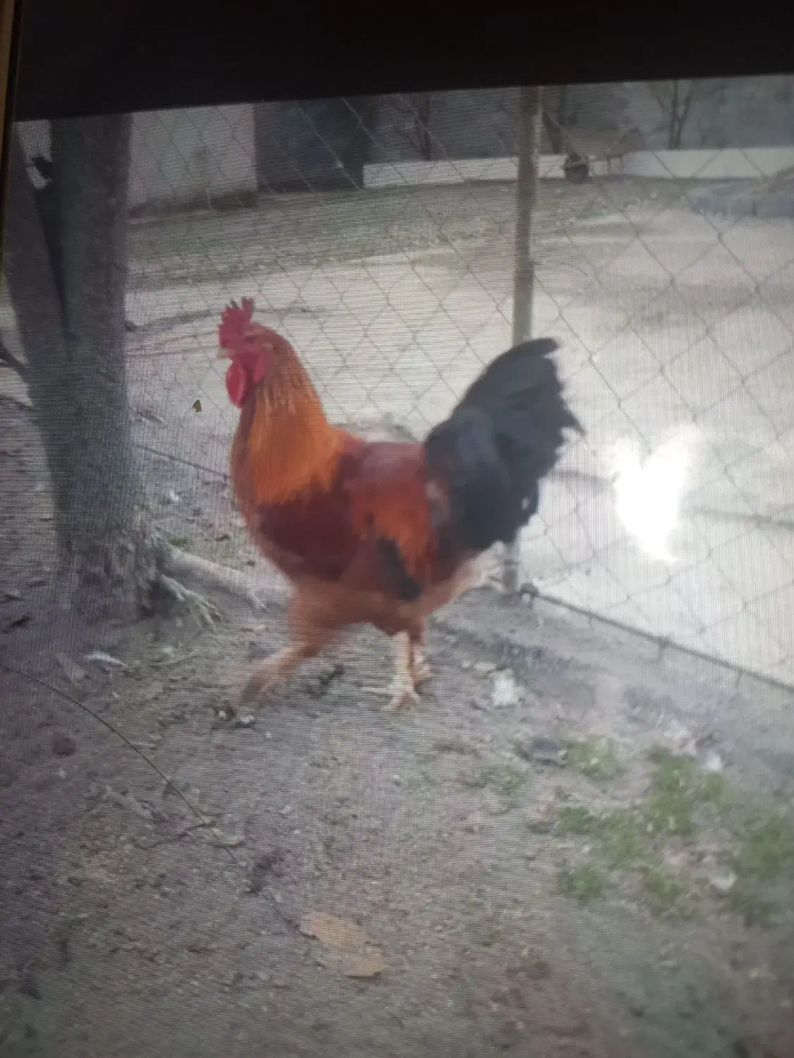 خروس محلی|حیوانات مزرعه|لنگرود, |دیوار