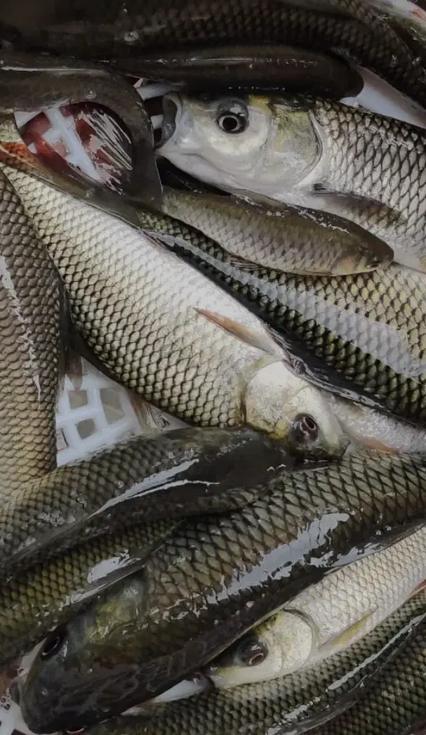 فروش بچه ماهی کپور و آمور|ماهی|ساری, |دیوار