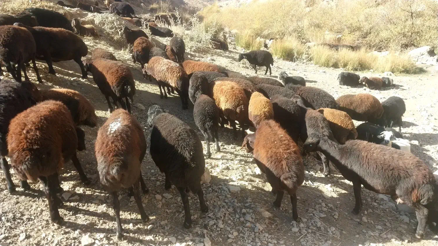 فروش گوسفند ۴۷عدد|حیوانات مزرعه|انگوران, |دیوار