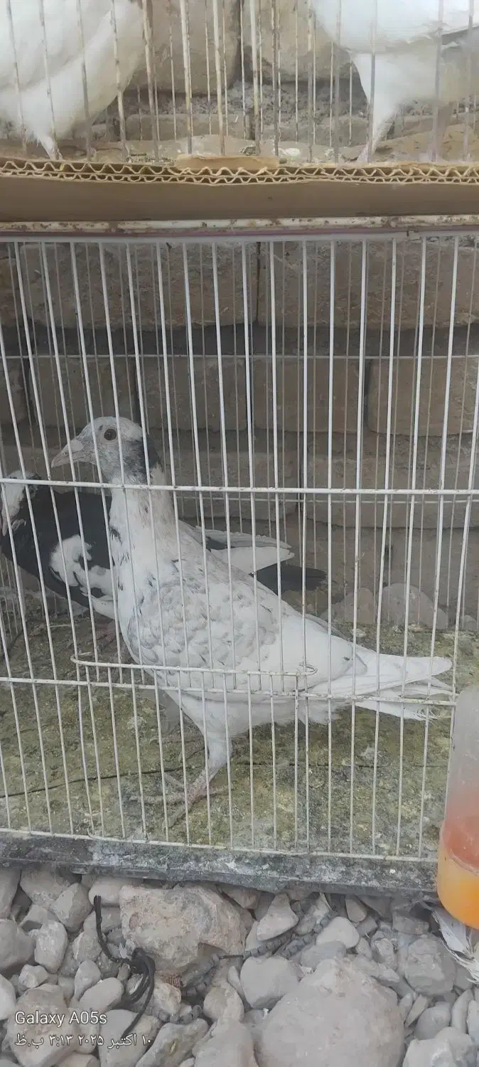 یک عدد سوسکی و مینا سیاه|پرنده|تربت‌حیدریه, شهید بهشتی|دیوار