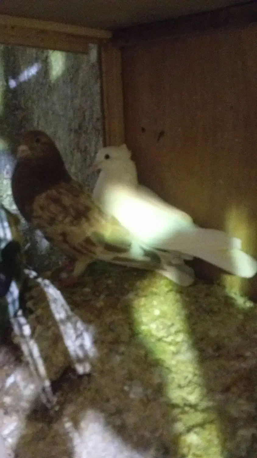 کبوتر تضمینی|پرنده|جوادآباد, |دیوار