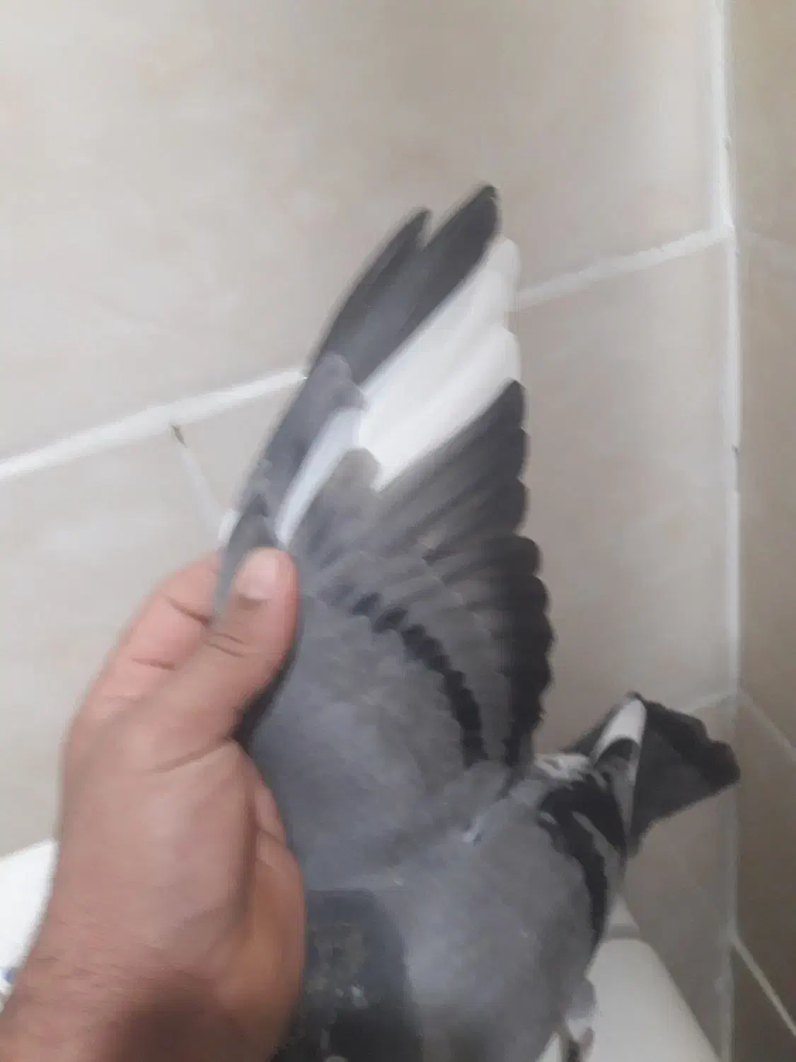 پلاکی|پرنده|مسجد سلیمان, |دیوار