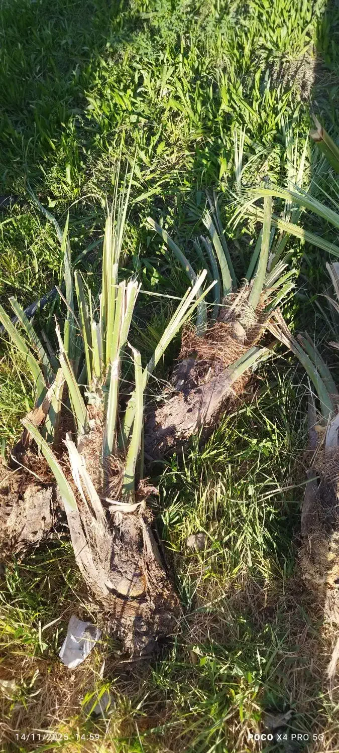 جنگ مضافتی|خدمات باغبانی و درختکاری|نرماشیر, |دیوار