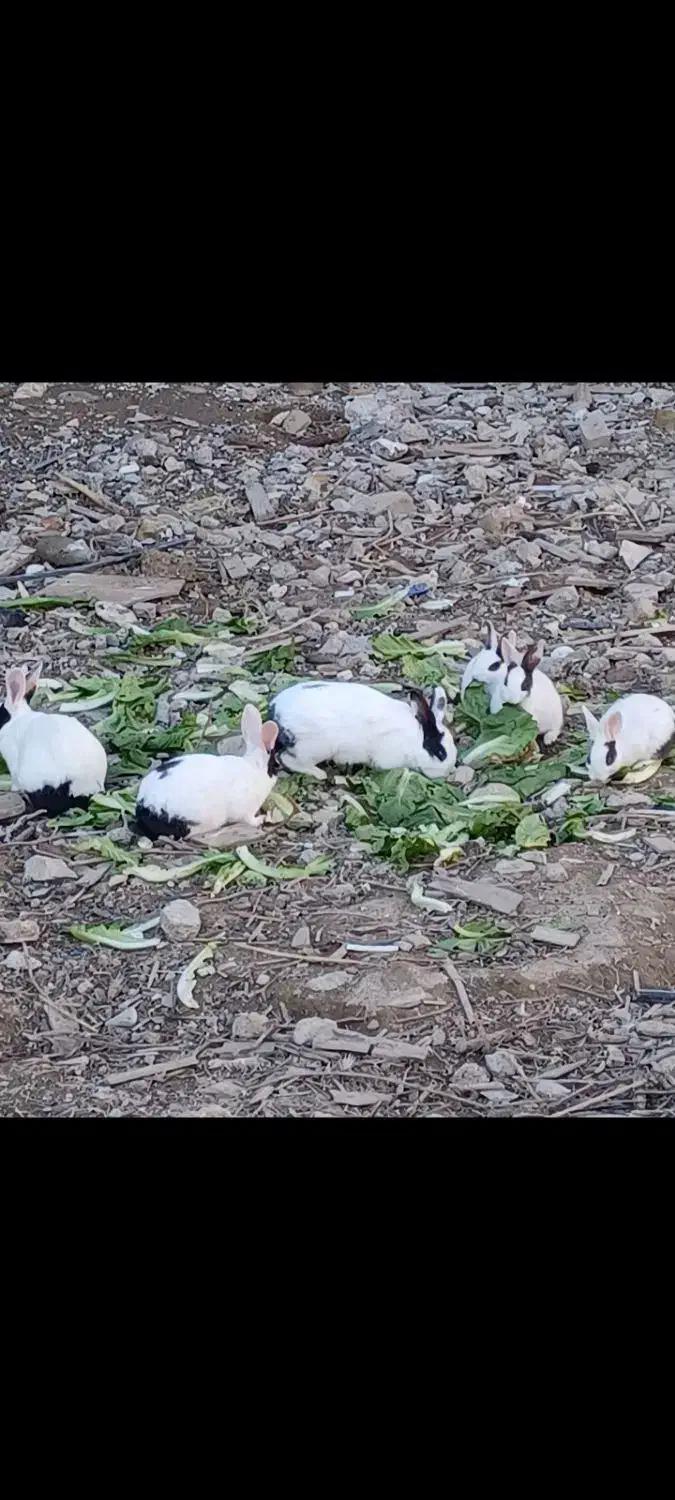 خرگوش نروماده|موش و خرگوش|سرپل ذهاب, |دیوار