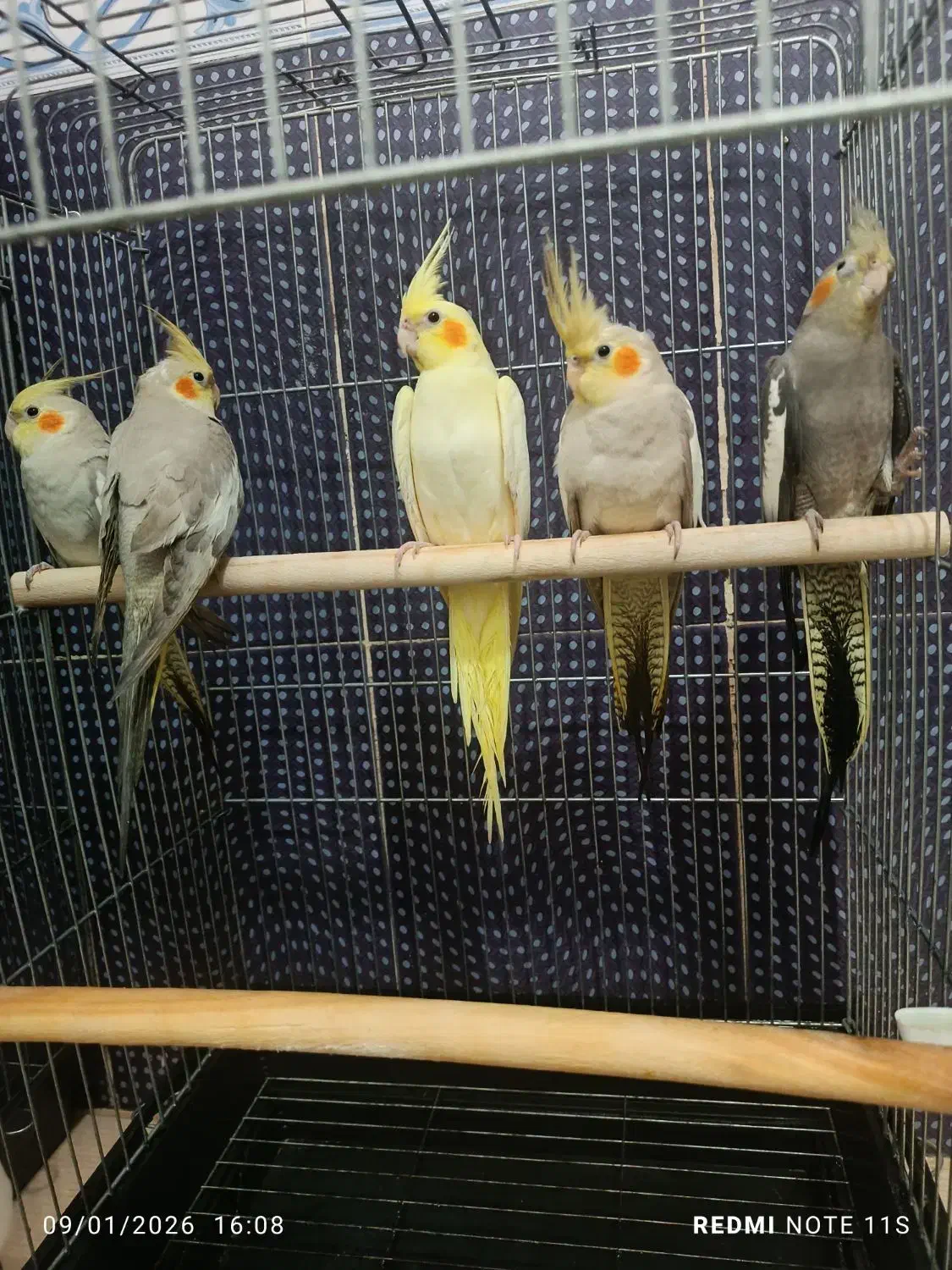 پرنده (عروس هلندی)|پرنده|پرند, فاز ۱|دیوار