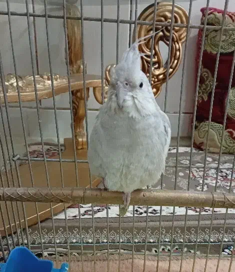 عروس هلندی ماده|پرنده|بهمن صغاد, |دیوار