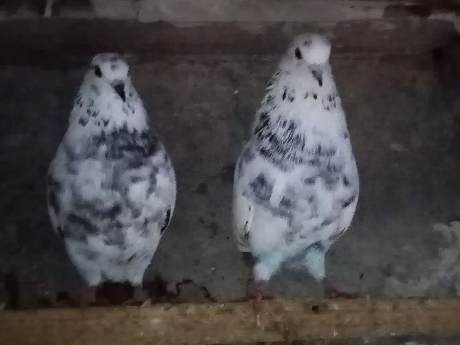 کفتر فروشی|پرنده|کردکوی, |دیوار