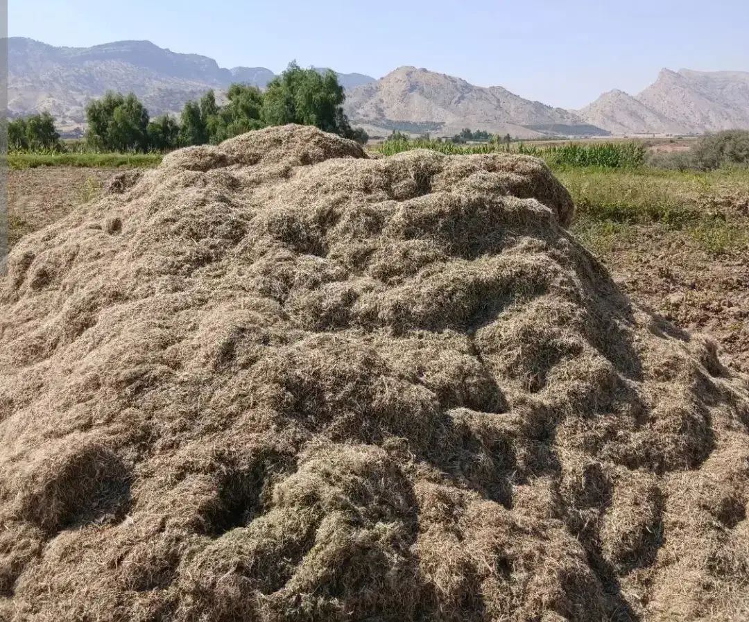 کاه ماش و ماش|خدمات باغبانی و درختکاری|بندر گناوه, |دیوار