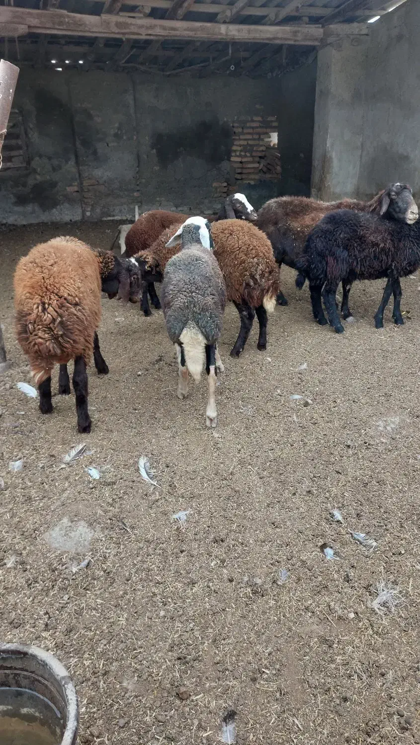 بره نر پرواری|حیوانات مزرعه|گمیشان, |دیوار