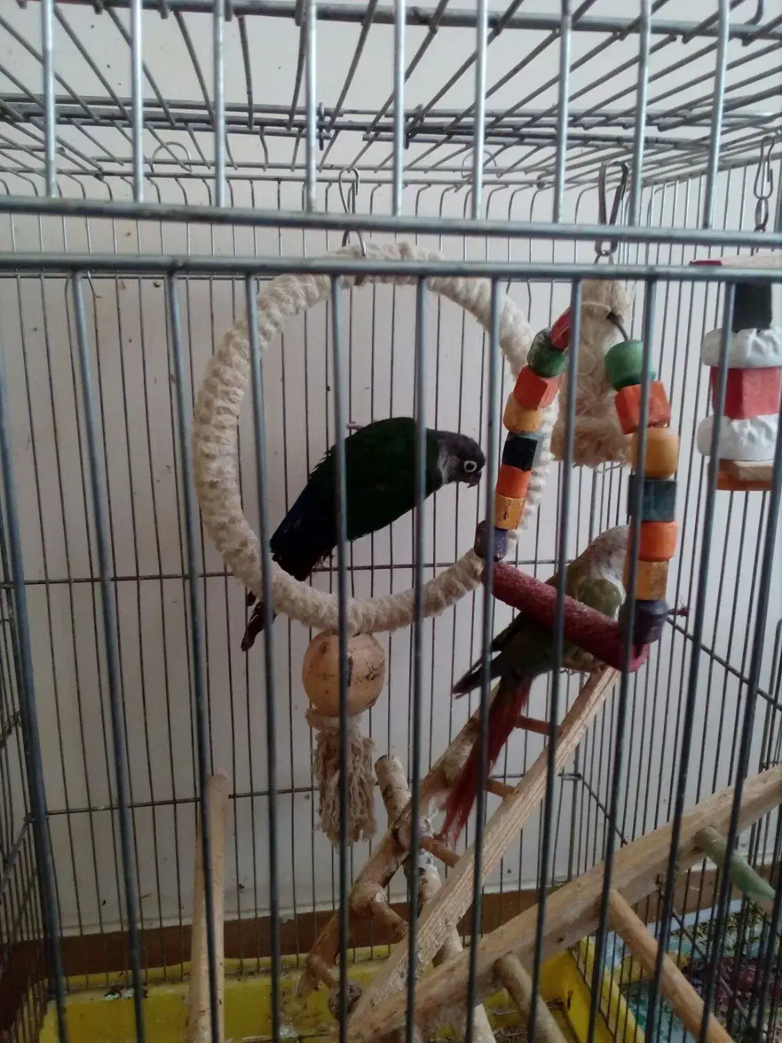 جفت گرینچیک با یک جوجه|پرنده|شیراز, تندگویان|دیوار