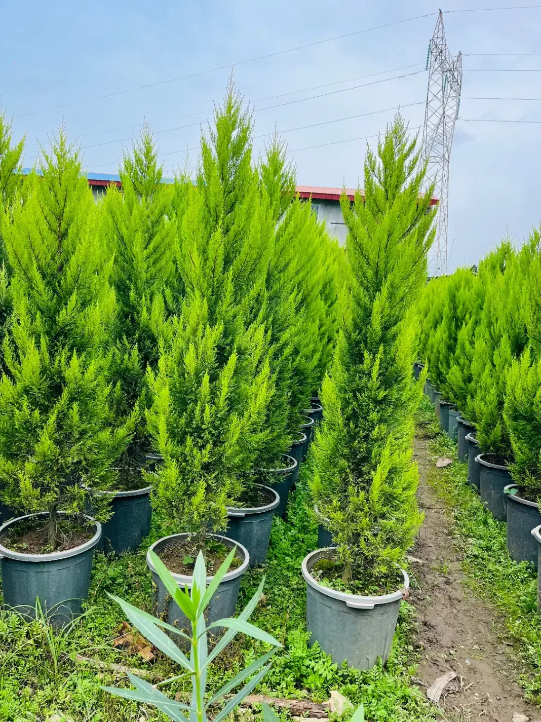 تولیدو فروش گلهای بیرونی و کاج لاوسون|خدمات باغبانی و درختکاری|عباسآباد, |دیوار