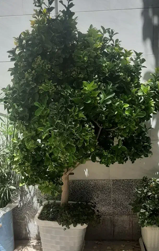 تعدادی گل و گیاه زیبا|گل و گیاه طبیعی|اصفهان, بهارستان|دیوار