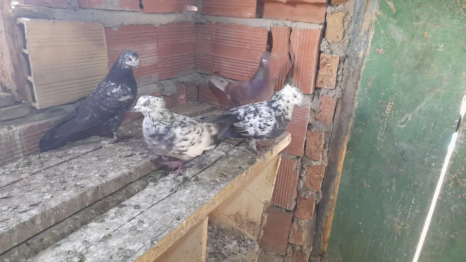 چهار عدد طوقی|پرنده|ویلکیج, |دیوار