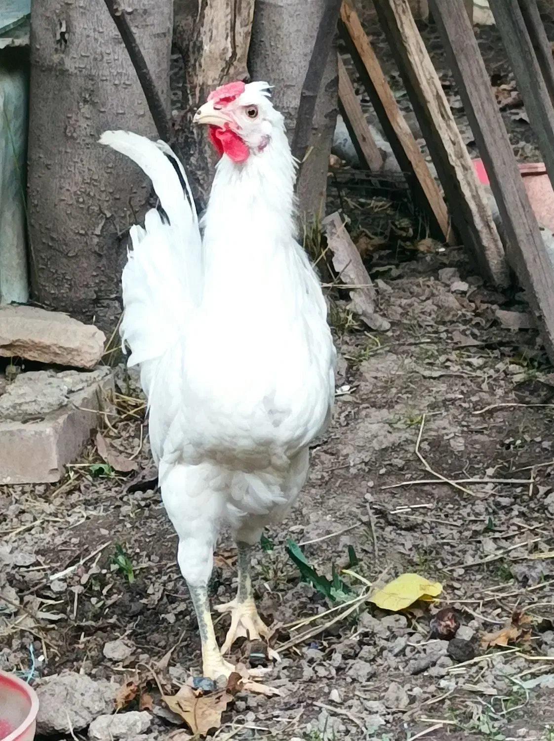 نیمچه خروس گلین|حیوانات مزرعه|رامیان, |دیوار