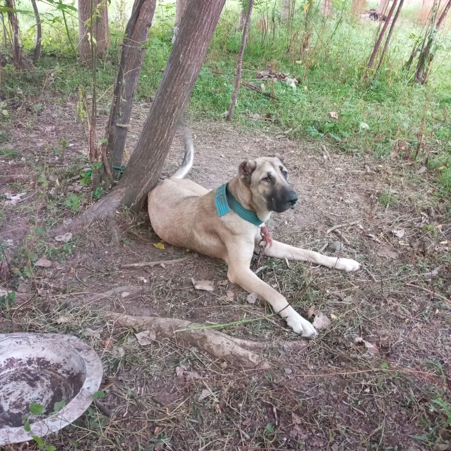 سگ سراب ماده اصل|سگ|رشت, لاکان|دیوار