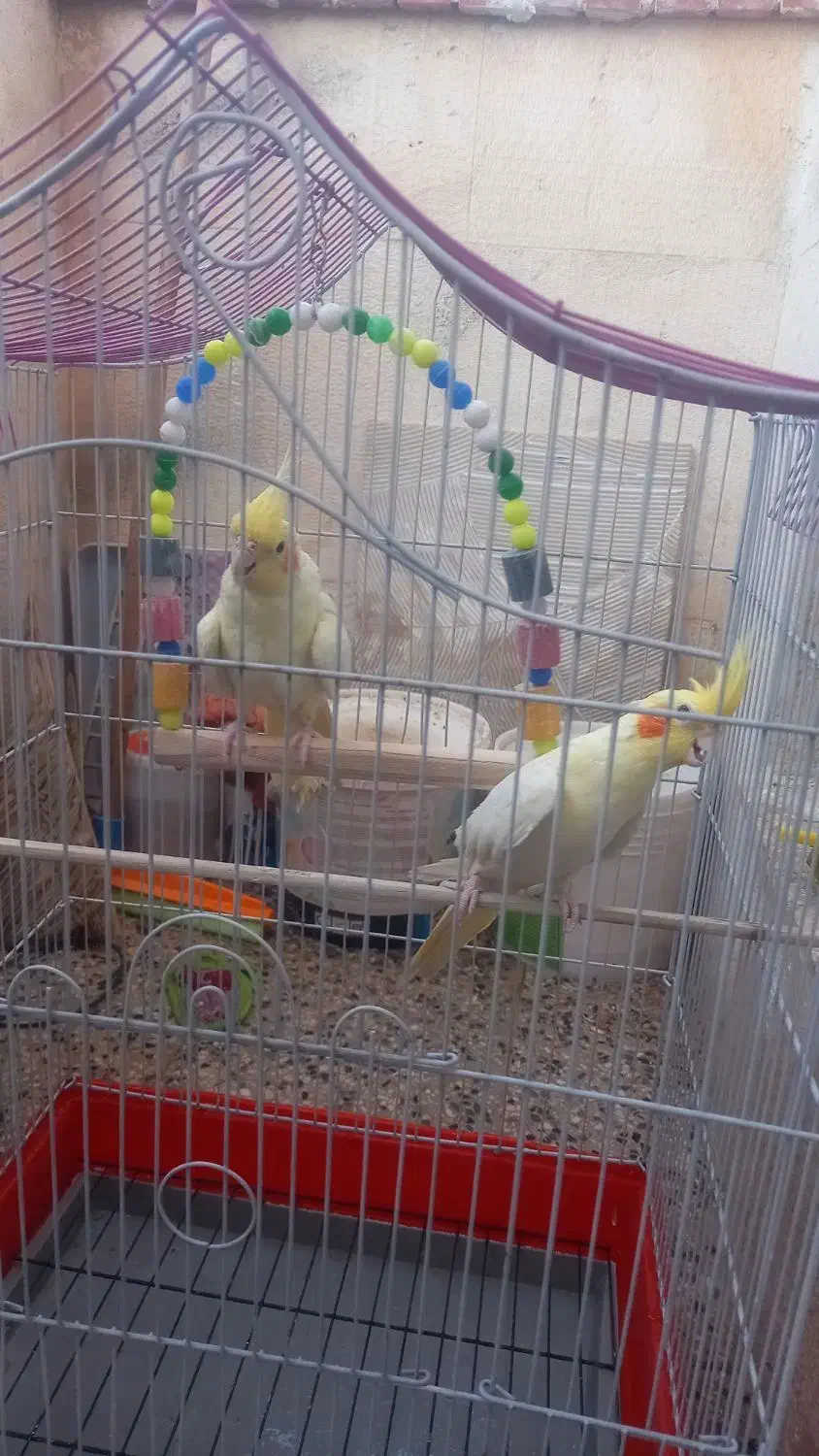 عروس هلندی ماده|پرنده|اهواز, کیانشهر|دیوار