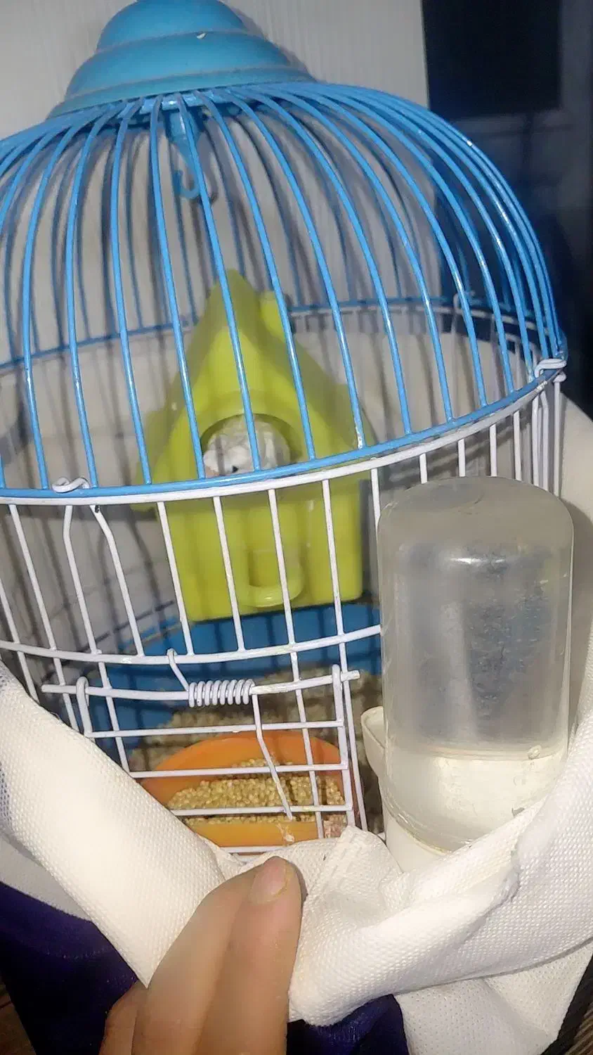 مرغ عشق|پرنده|مشهد, زمرد|دیوار