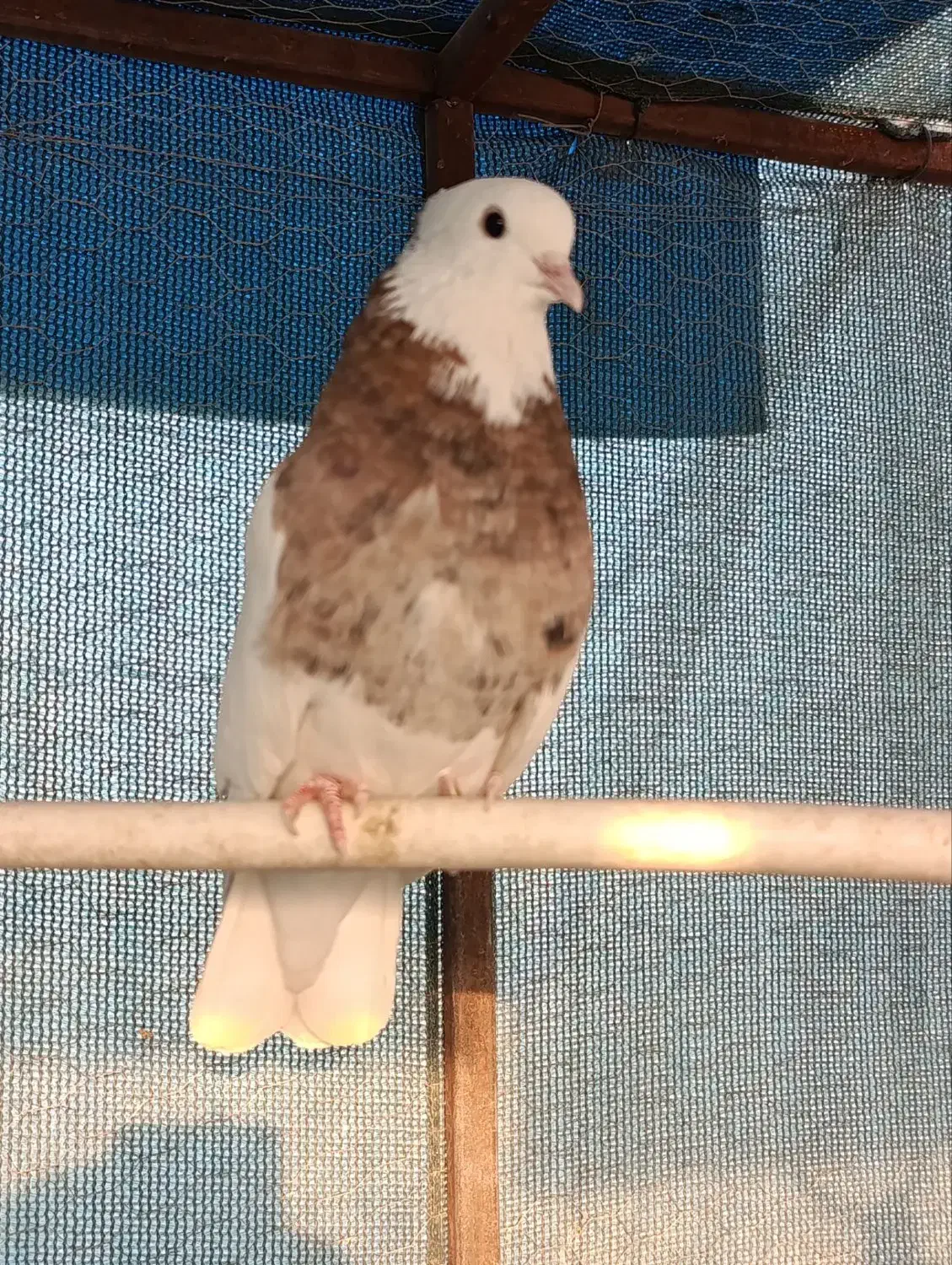 طوقی هفت رنگ|پرنده|اصفهان, حصه شمالی|دیوار