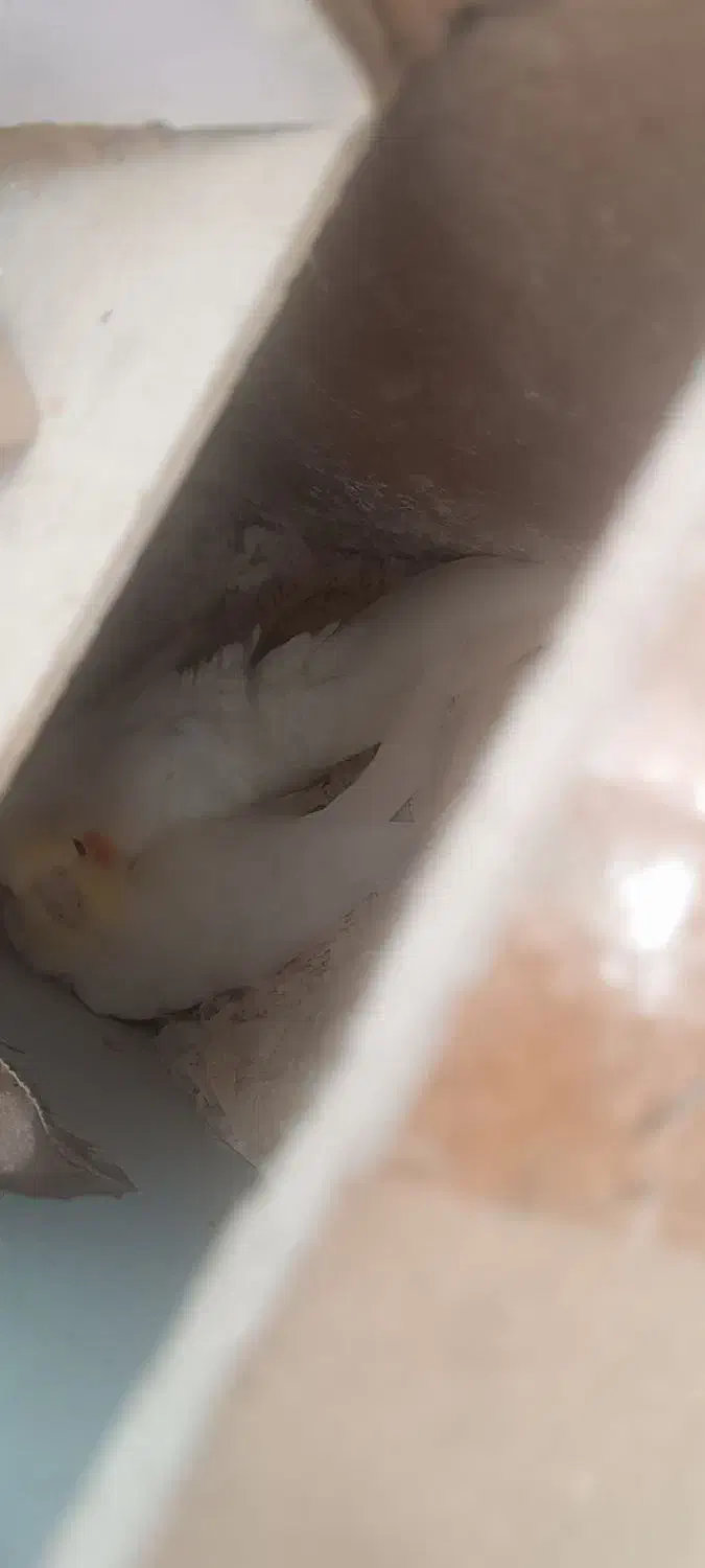 یک جفت عروس هلندی|پرنده|سراب, |دیوار