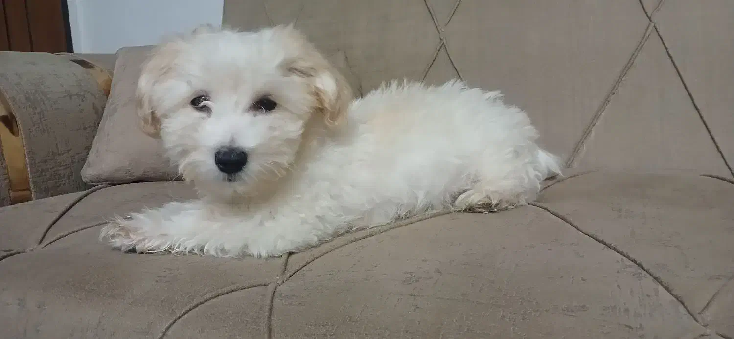 واگذاری سگ|سگ|مشهد, امیرآباد|دیوار