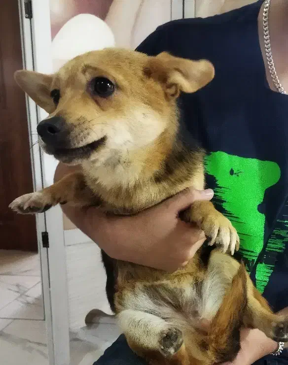 سگ نژاد دار پا کوتاه هیلر|سگ|باسمنج, |دیوار