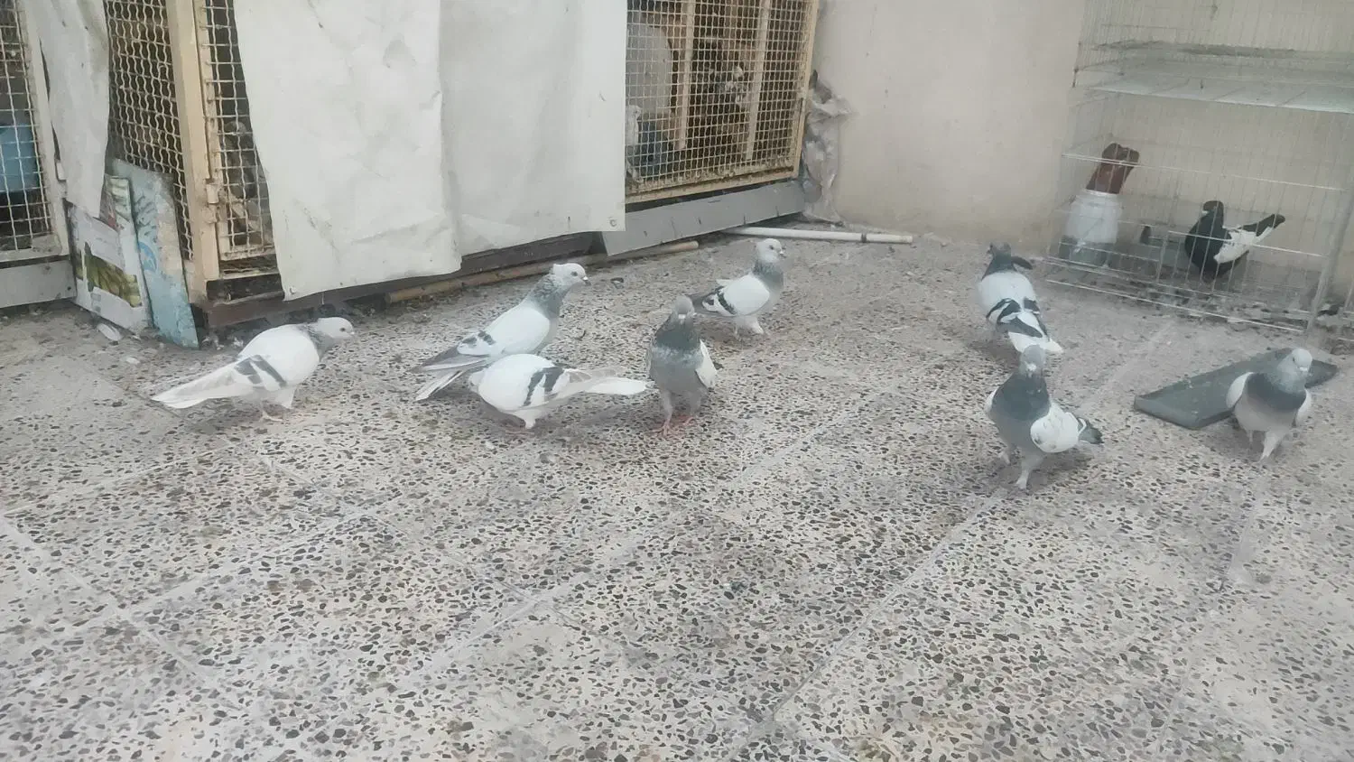 کبوتر نر سبز دم سفید|پرنده|شیراز, نصر|دیوار
