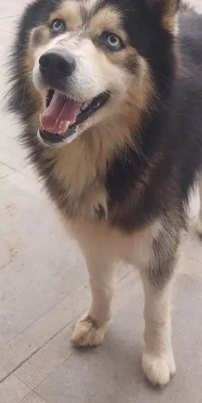 هاسکی مالاموتی|سگ|خشکبیجار, |دیوار