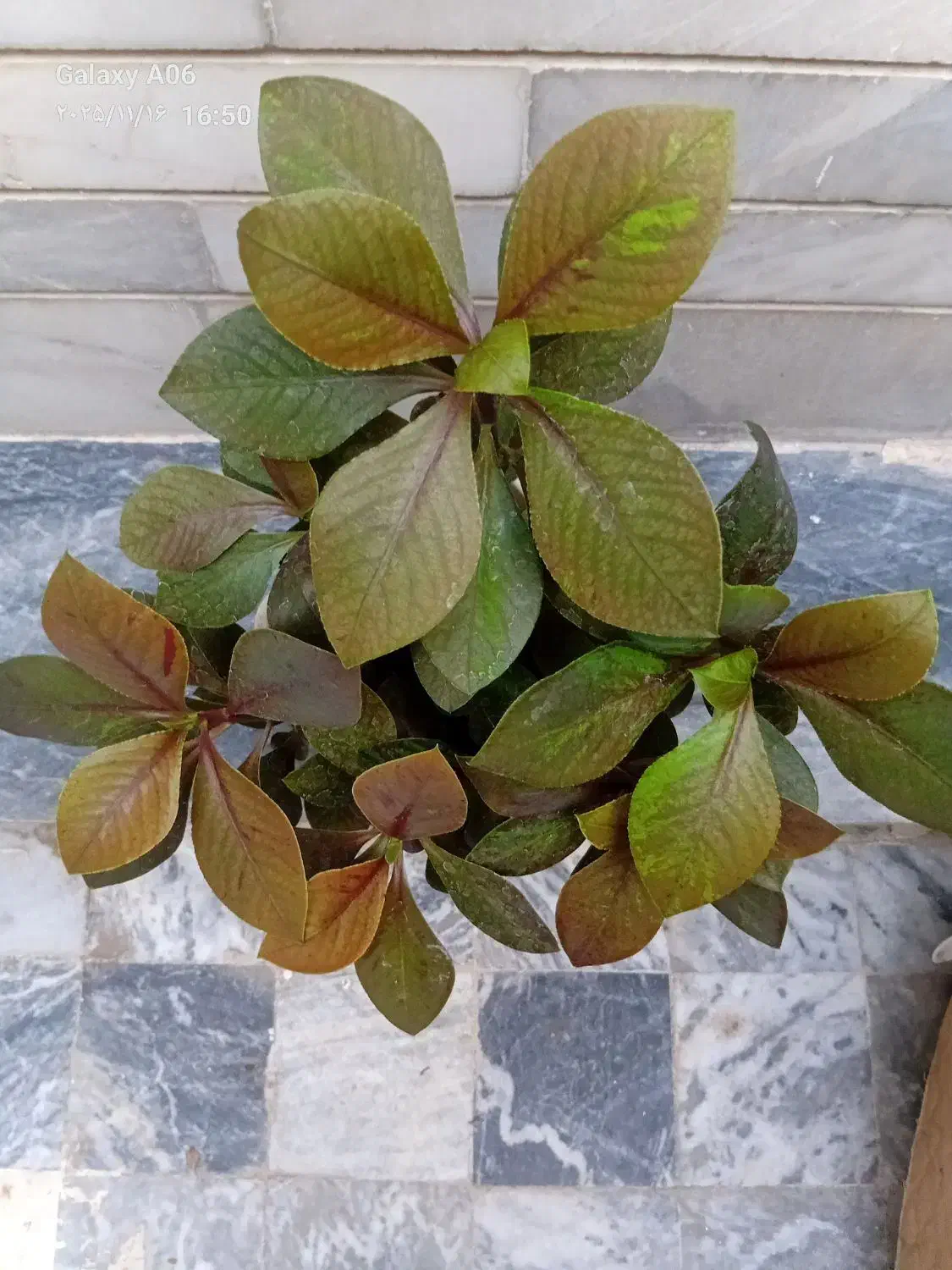 گل طبیعی|گل و گیاه طبیعی|کرمانشاه, |دیوار