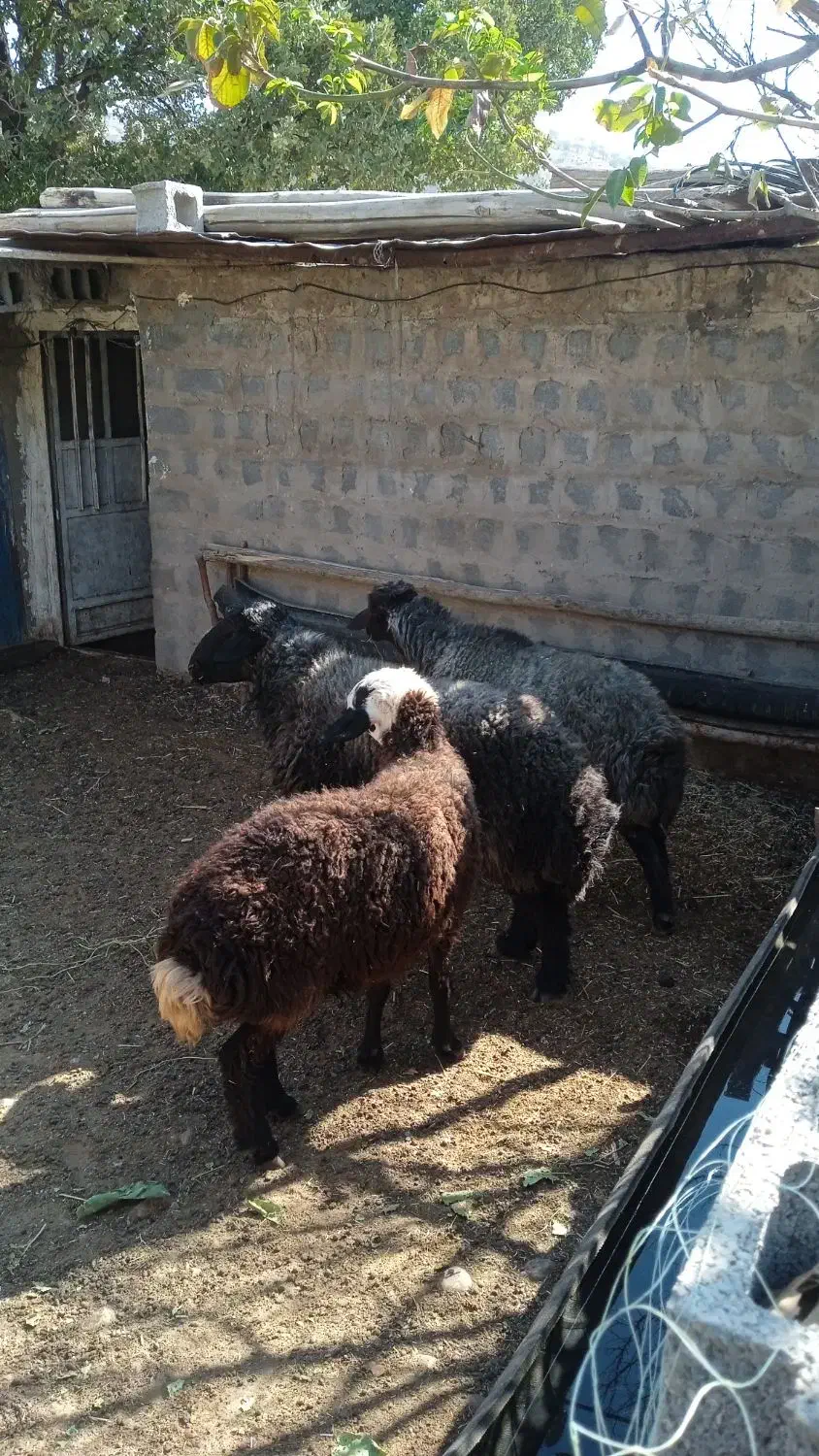 کاوه قوچ افشار|حیوانات مزرعه|چیتاب, |دیوار