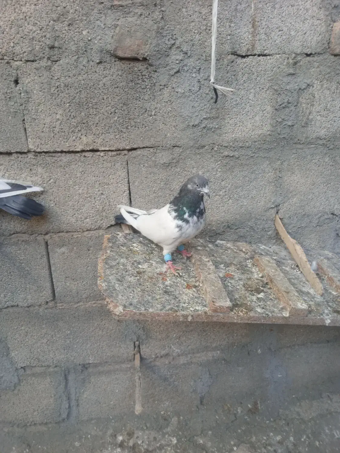 با سلام ی جفت کله دم درشت|پرنده|هرسین, |دیوار