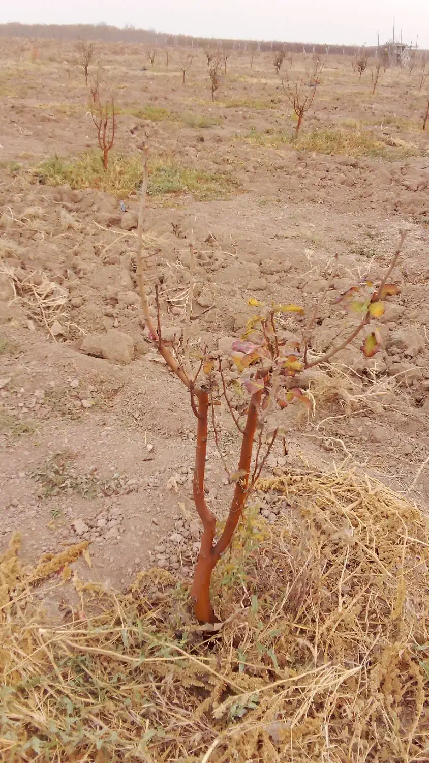 نهال گلابی|خدمات باغبانی و درختکاری|اسفرورین, |دیوار