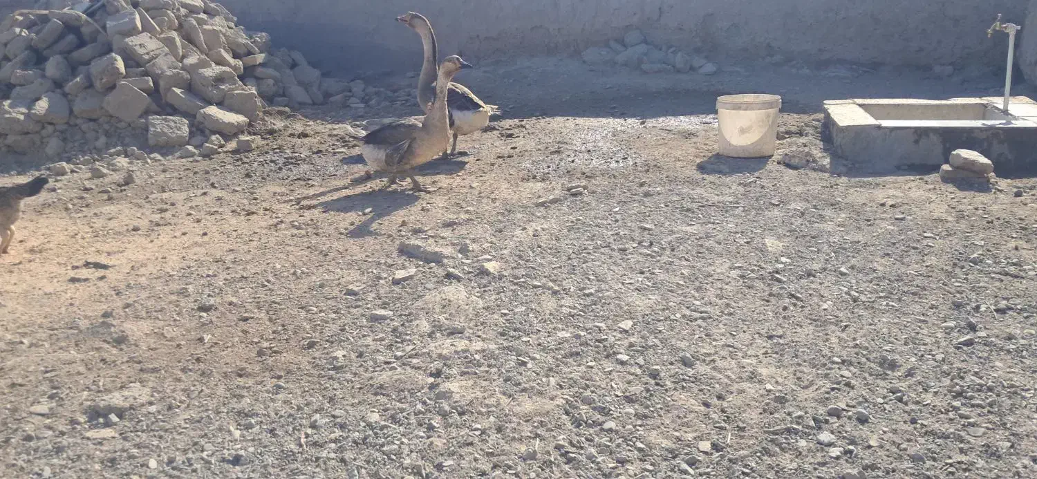 قوغاز|حیوانات مزرعه|زابل, |دیوار