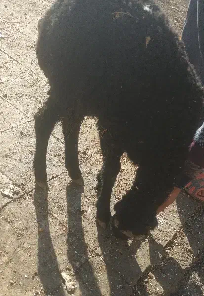 بره|حیوانات مزرعه|ماهدشت, |دیوار