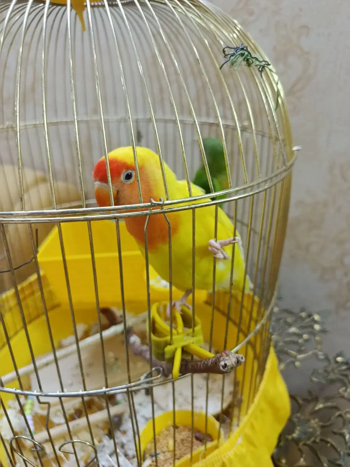 طوطی برزیلی|پرنده|تهران, باغ خزانه|دیوار