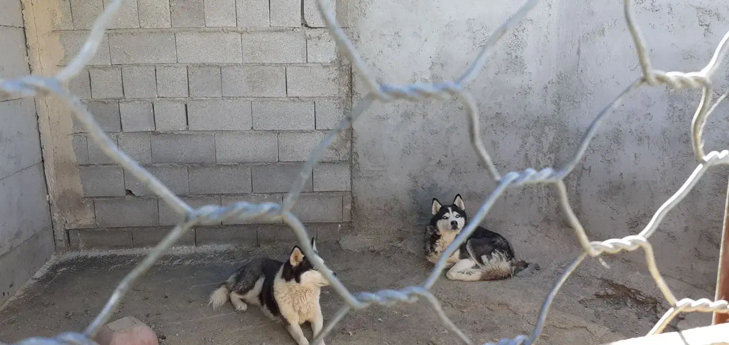 2عدد هاسکی نر سالم|سگ|بستان آباد, |دیوار