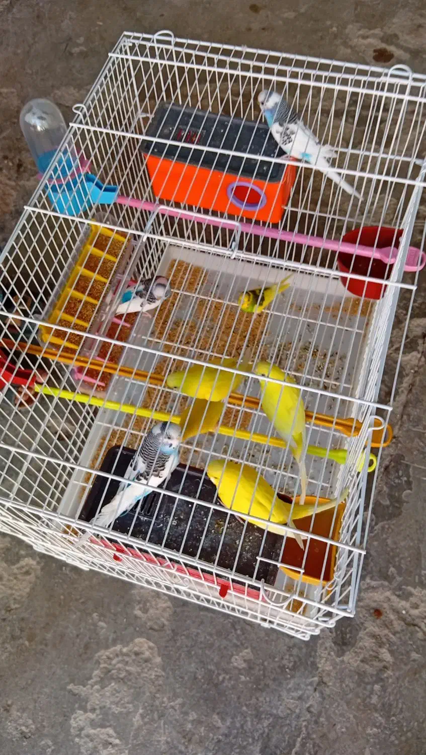 مرغ عشق|پرنده|امیدیه, |دیوار