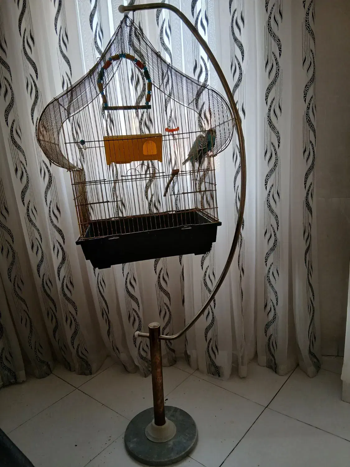 مرغ عشق به همراه قفس و پایه|پرنده|ارومیه, |دیوار