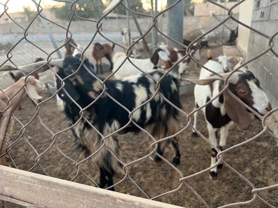 گوسفند|حیوانات مزرعه|رودان, |دیوار