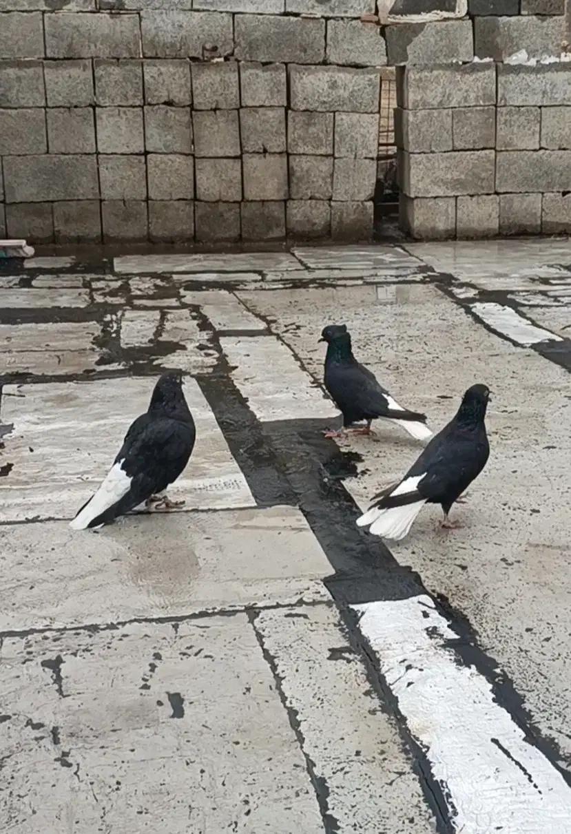 دم سفید|پرنده|ایلام, |دیوار