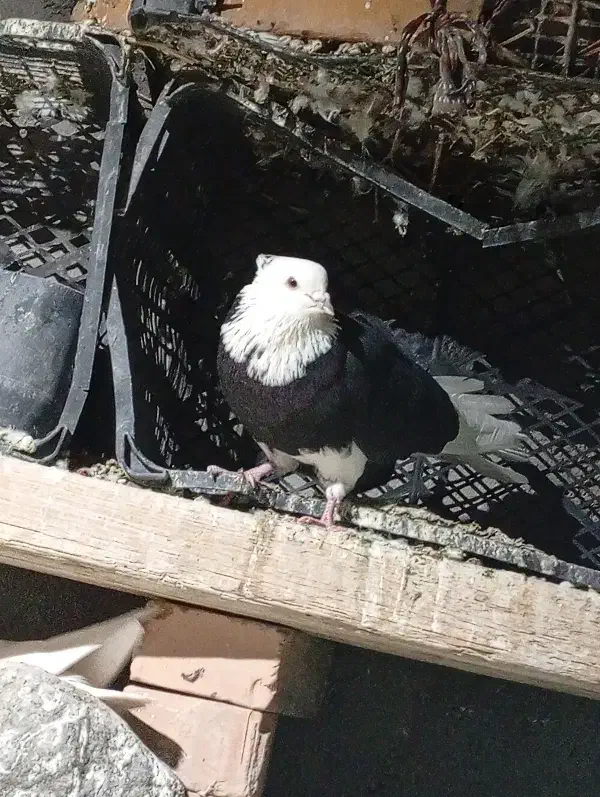 کفتر|پرنده|کهنوج, |دیوار