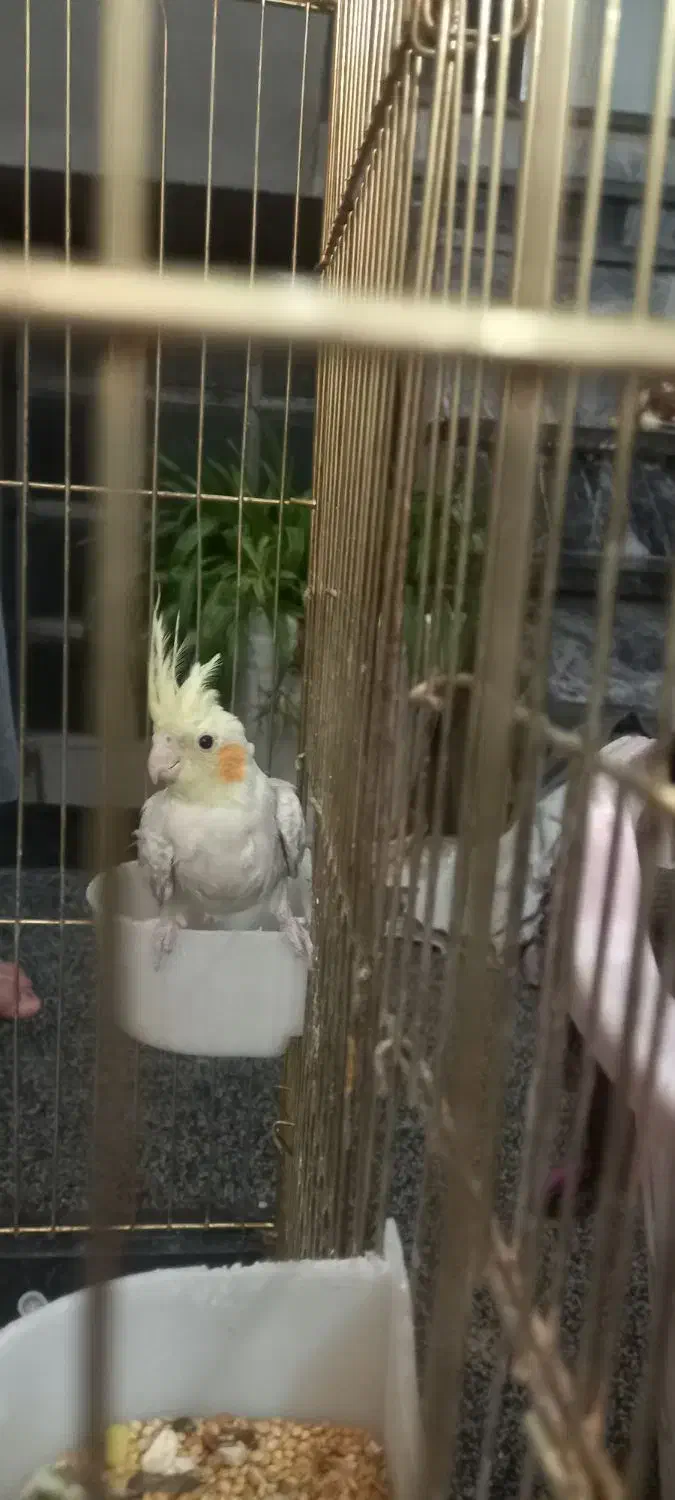 عروس هلندی و مرغ عشق|پرنده|کرمانشاه, |دیوار