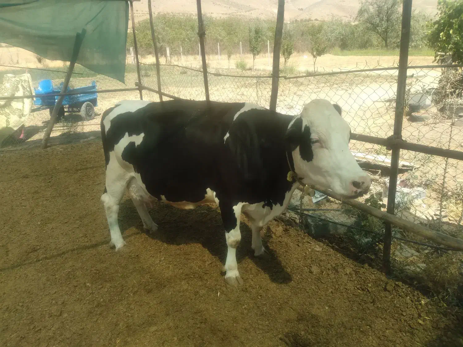 فروش گاو شیری سیمینتال|حیوانات مزرعه|اردل, |دیوار