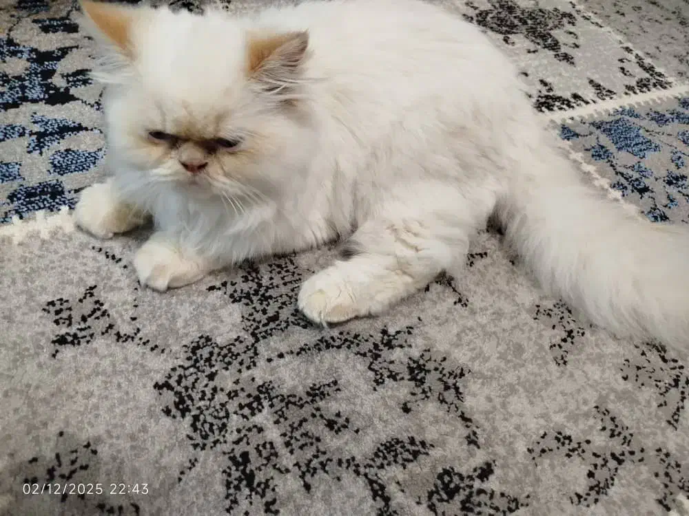 گربه پرشین|گربه|خوی, |دیوار