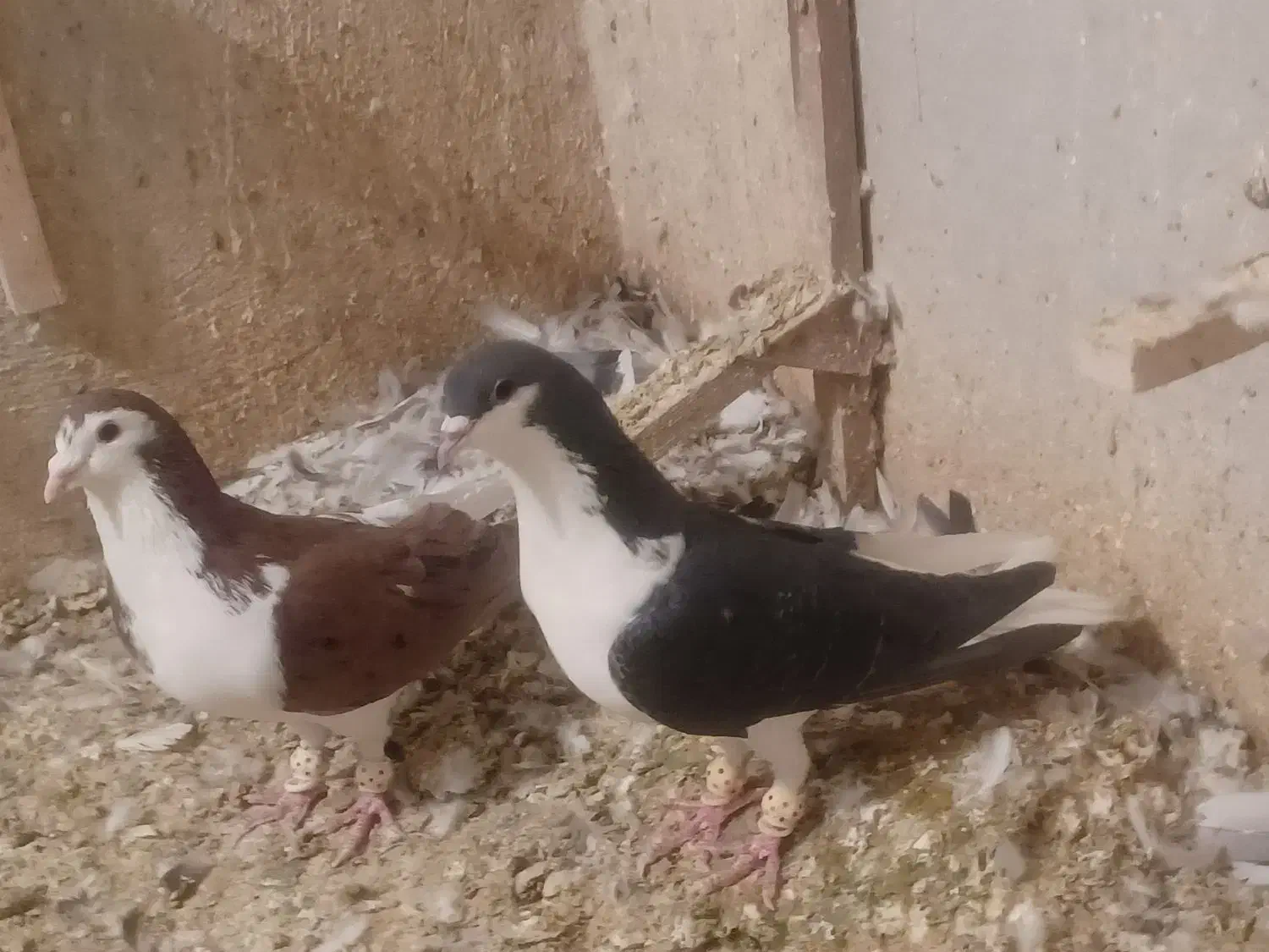 کفتر هوای شهری|پرنده|شیراز, نیستان|دیوار