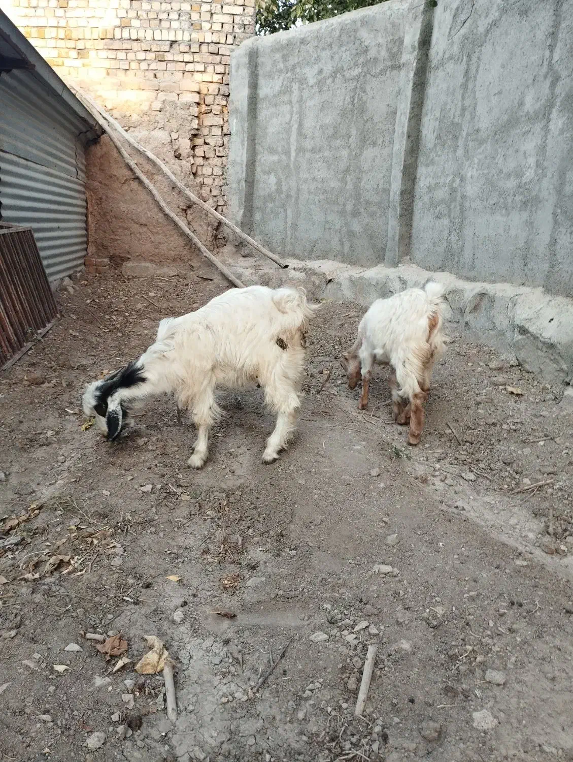 سه عدد بزغاله بومی|حیوانات مزرعه|خلجستان, |دیوار