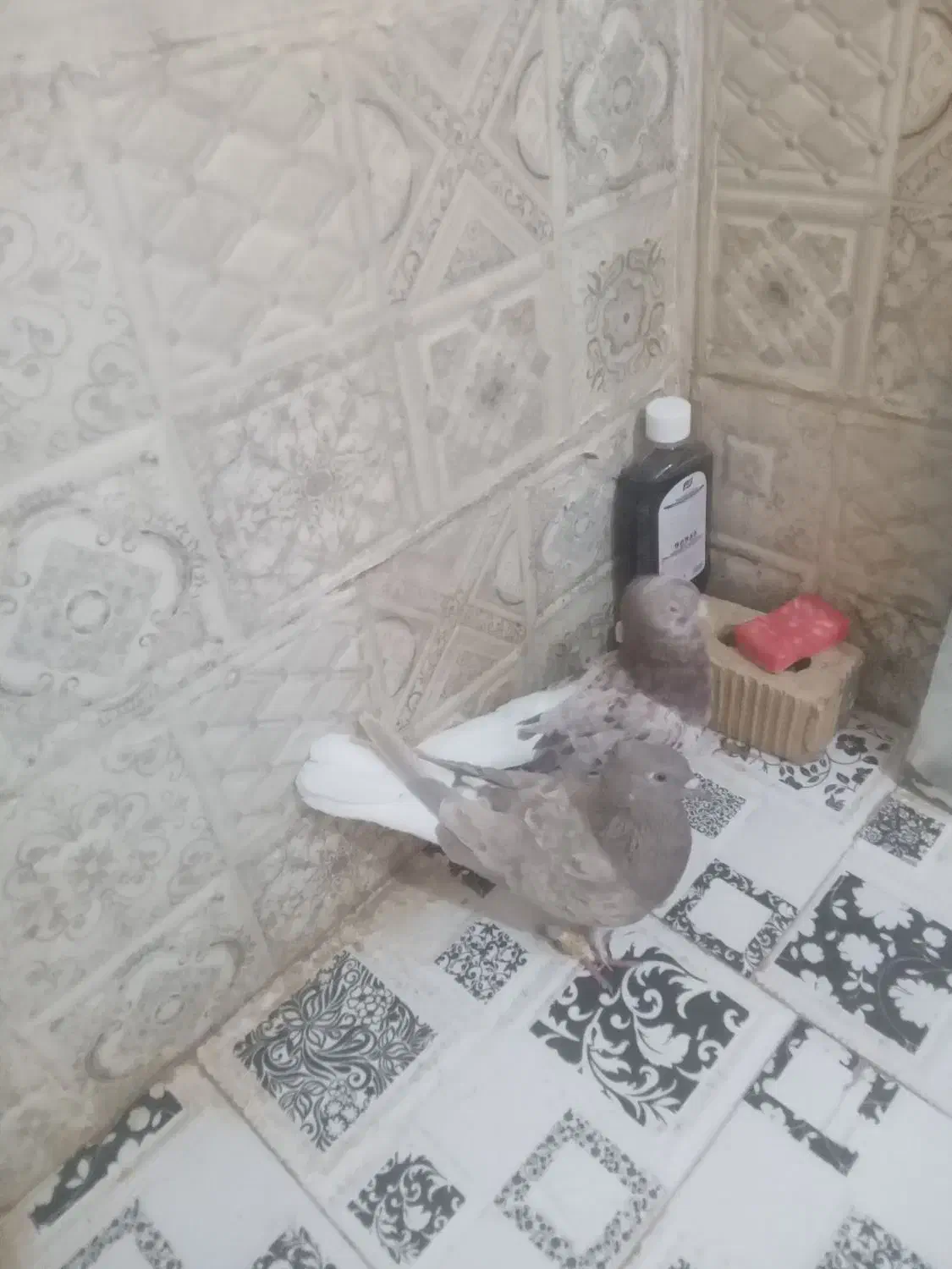 دم سفید|پرنده|شیراز, کرونی(خاتونک)|دیوار