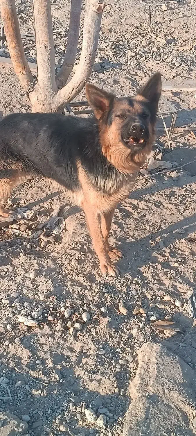 توله سگ ژرمن اصیل|سگ|اصفهان, قهاب جنوبی|دیوار